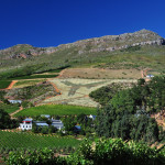 Sculptural installation of natural plants on a mountain for the wine farm Bartinney, Stellenbosch, South Africa