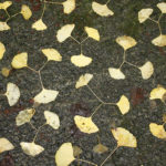 Arranging Leaves. Kamiyama, Japan
