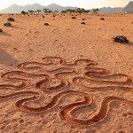 Drawing a swirling pattern in the dessert