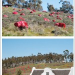 Installation of red fabric covering renosterbos for the Tulbagh Arts Festival. South Africa.